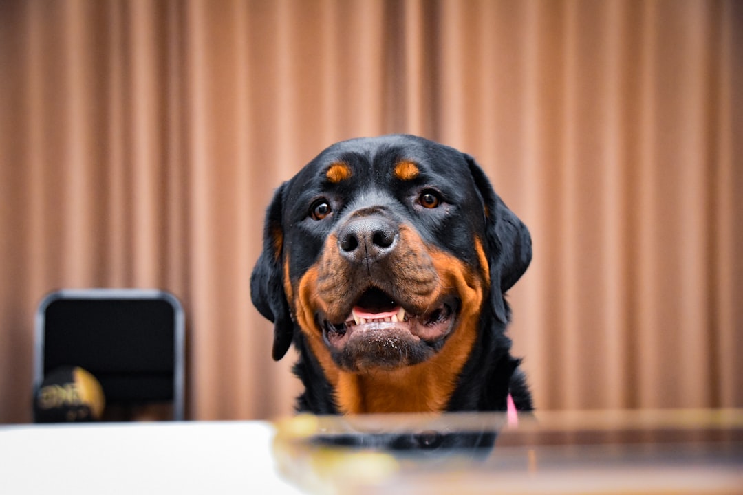 Photo Rottweiler puppies